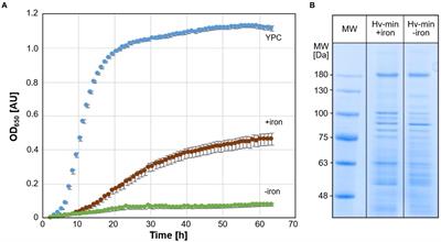 Iron starvation results in up-regulation of a probable Haloferax volcanii siderophore transporter